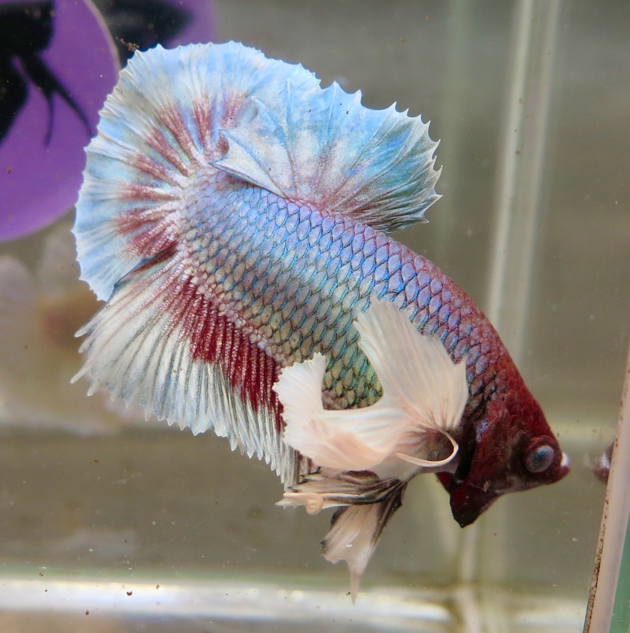 Pretty, ruffly dumbo boy with nice... - Fishchick Aquatics