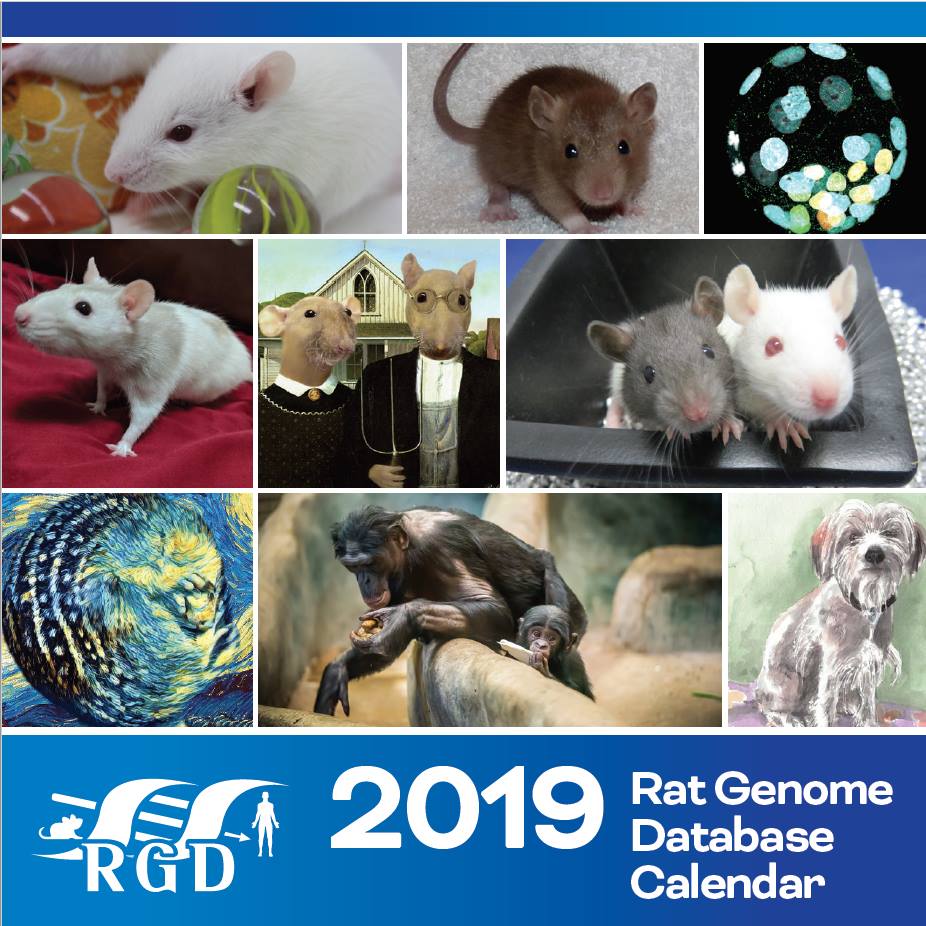 The 2019 RGD calendar is now... - Rat Genome Database | Facebook
