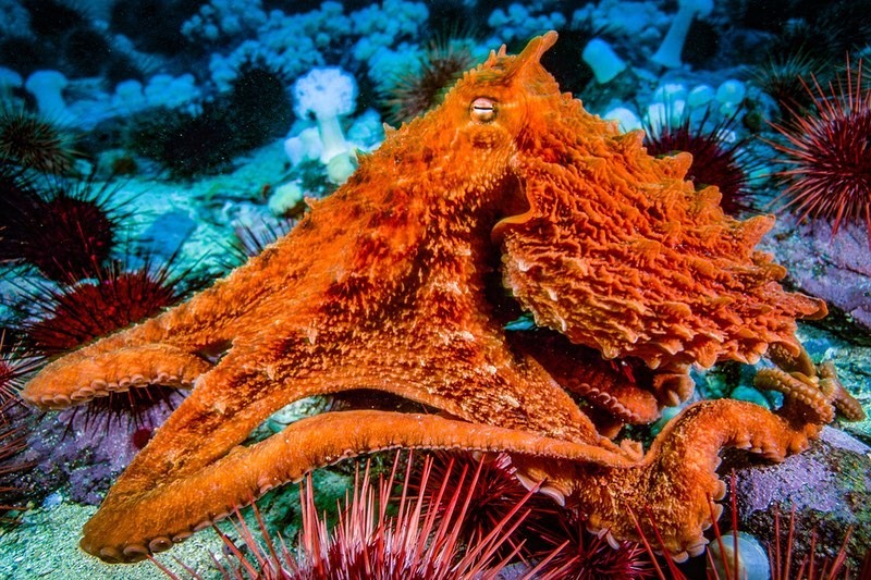In the incredibly nutrient-rich waters off the coast of British