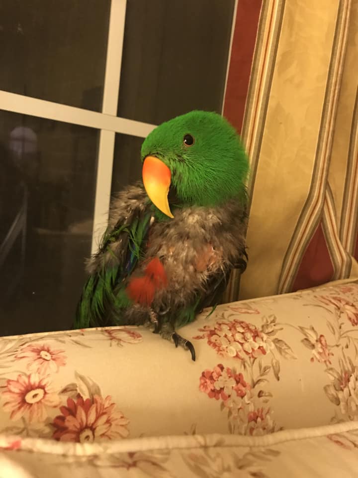 peppermint-narwhal-creative-i-am-thankful-for-parrots-parrot-are