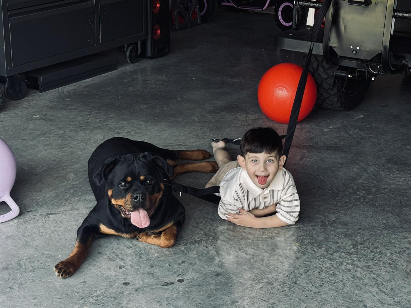 HB Rottweilers | Desert Hills AZ