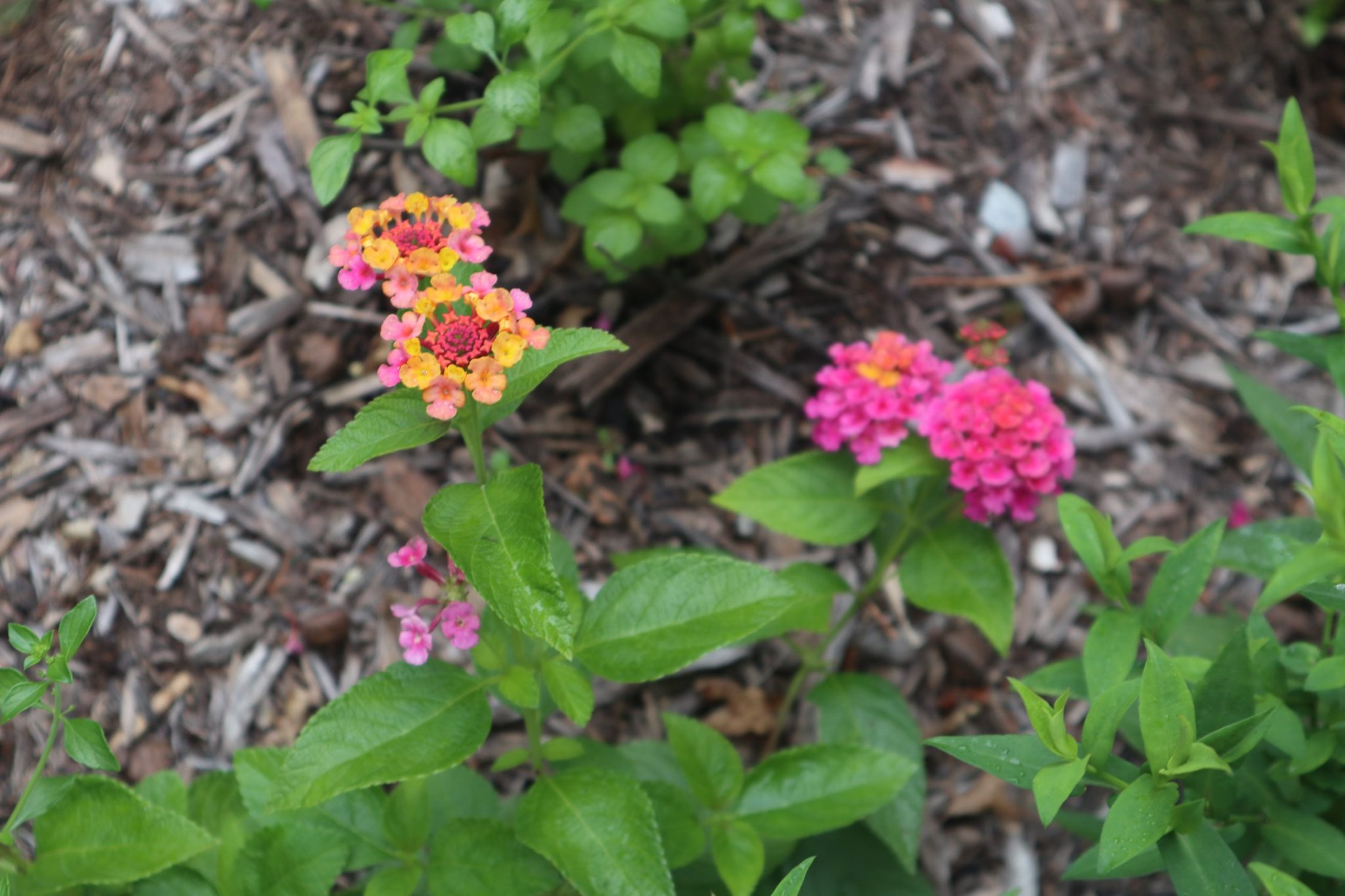 Check out the plants that are... - Green Bay Botanical Garden | Facebook