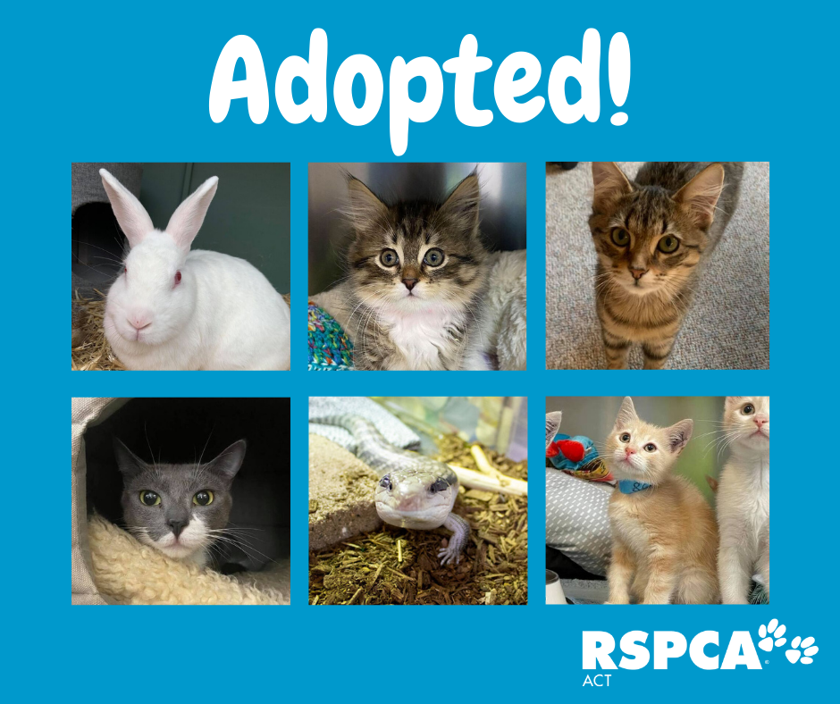 RSPCA ACT - Adopted! These beautiful animals found their... | Facebook