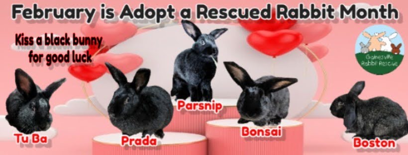 Gainesville - February starts tomorrow and it is Adopt a Rescued Rabbit ...