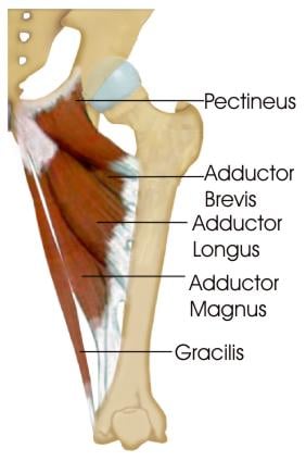 Today's theme will be the hip... - NeuroKinetic Therapy | Facebook