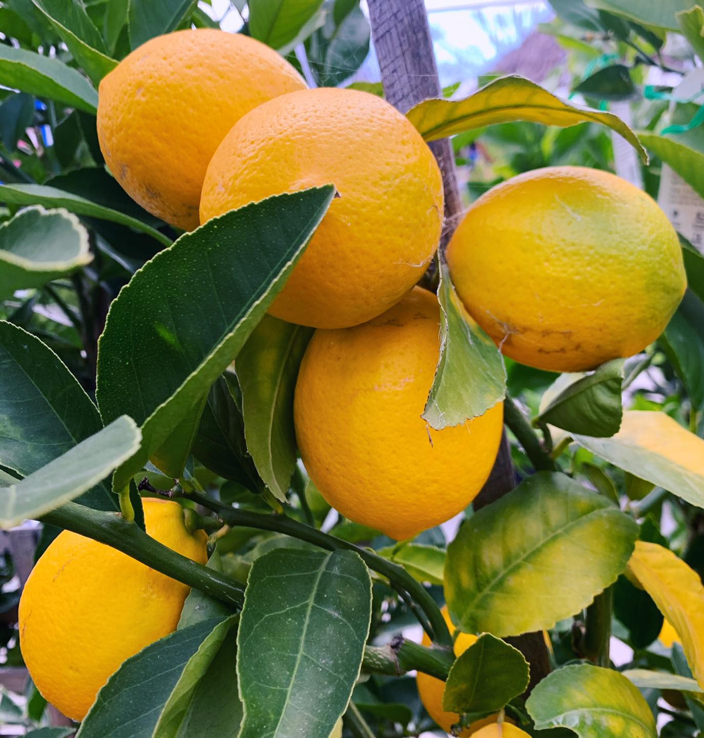 Rodney's - When the lemon trees arrive with lemons 🍋 | Facebook