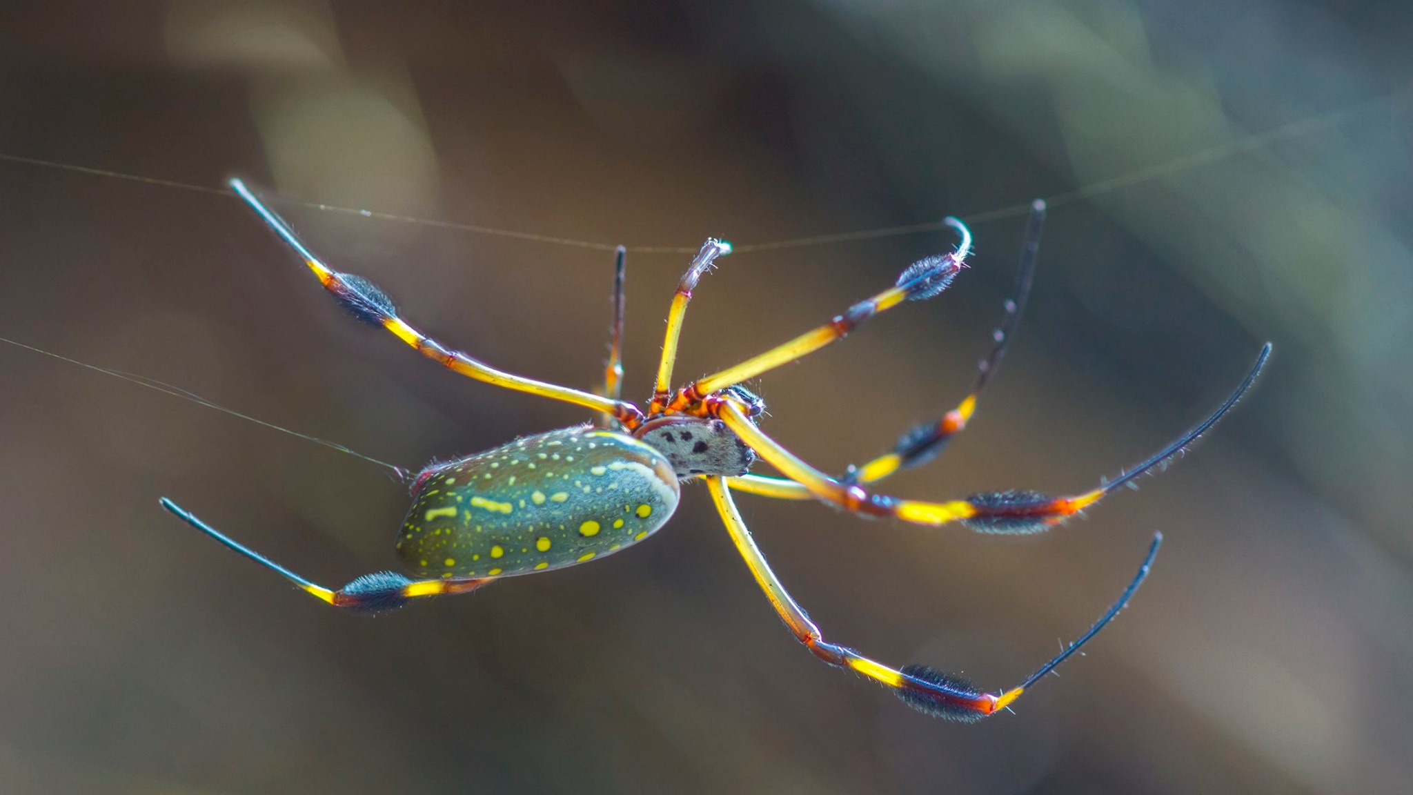 golden silk orb weaver dress Photo of the day: Like their namesake, the orb-weaver spider will produce golden silk, which comes from a combination of different elements. But what's really cool about the silk is dec influencer