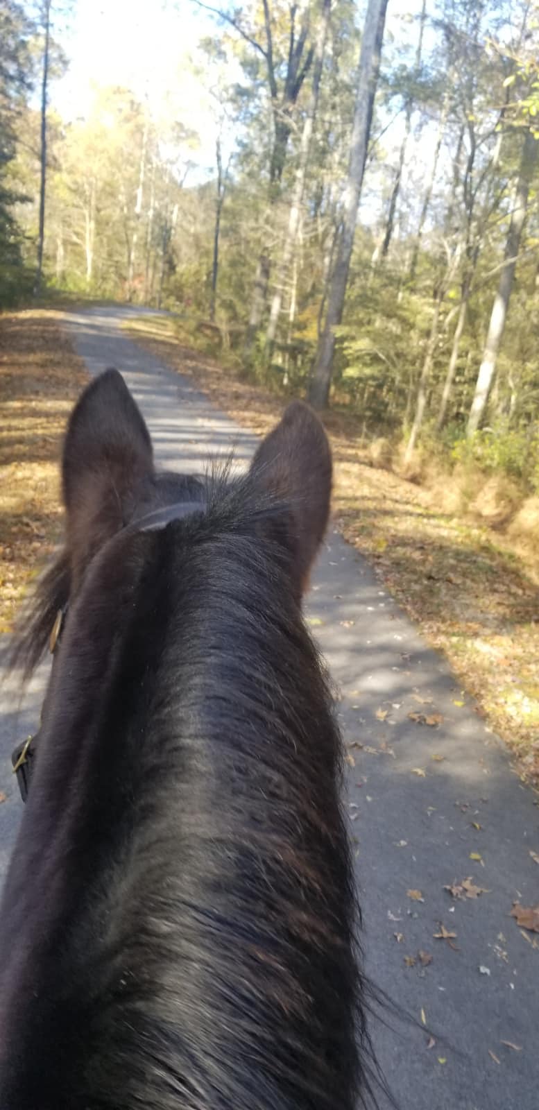 🐴 HI IT IS A LITTLE COLD BUT... - Raleigh Police Department | Facebook