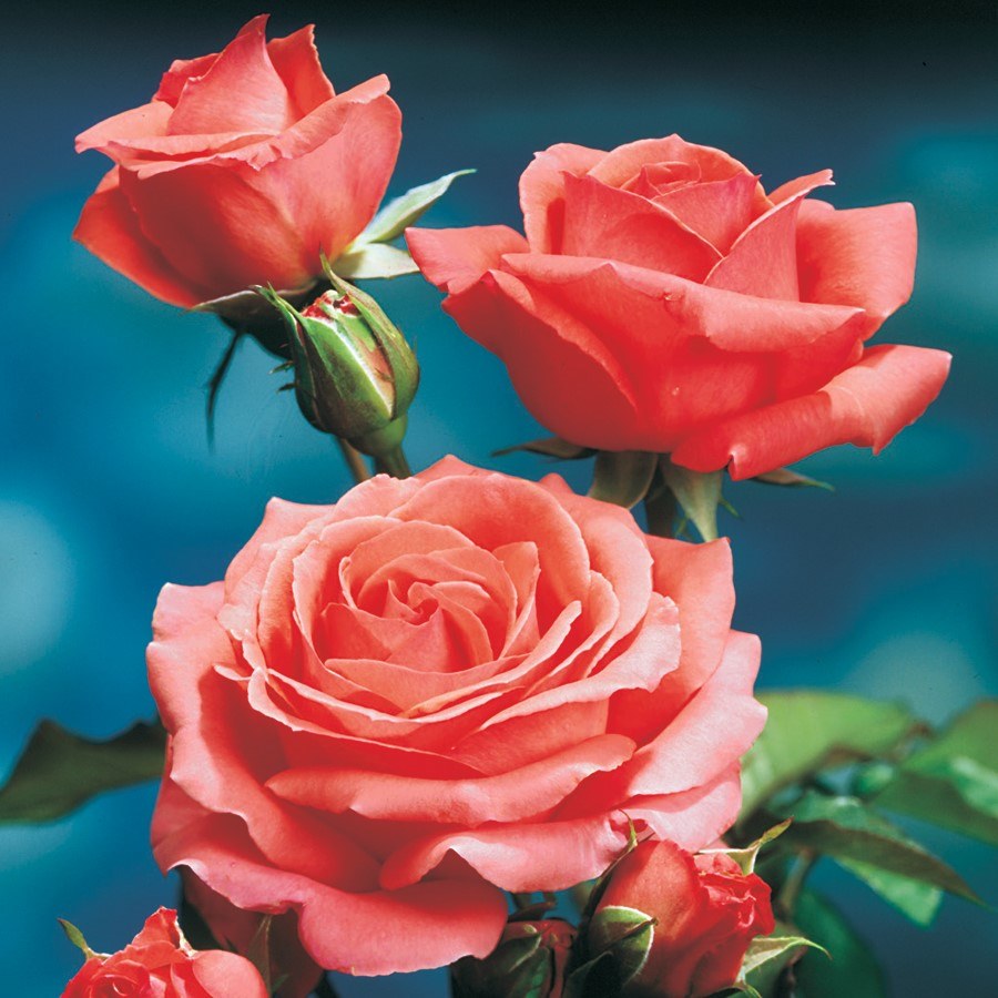 Jackson & Perkins - Let these graceful roses twine their way up pillars ...