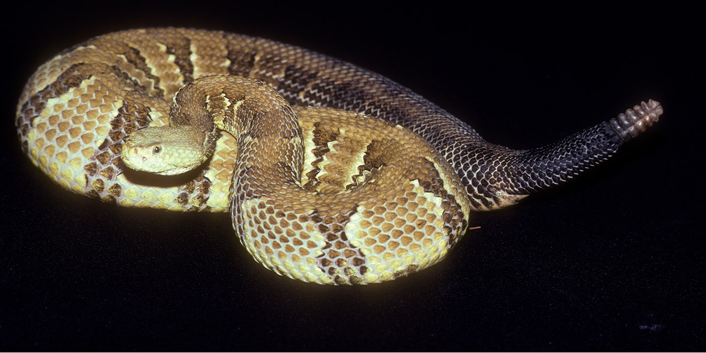 🐍 ️🐍 Woo at the Zoo: timber rattlesnake edition! 💃 🕺 Males compete for ...