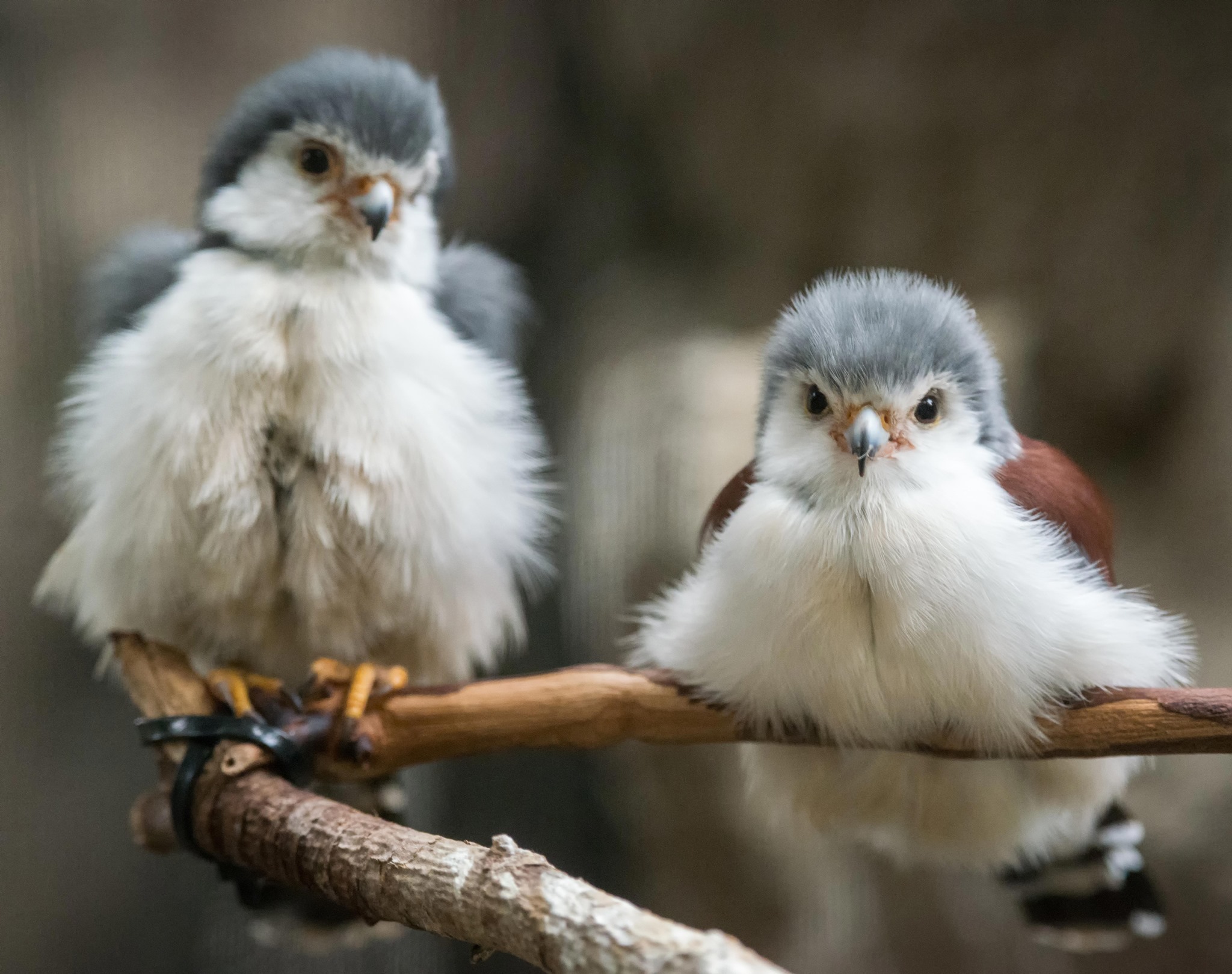 These pint-sized, fluffy raptors are a... - Franklin Park Zoo