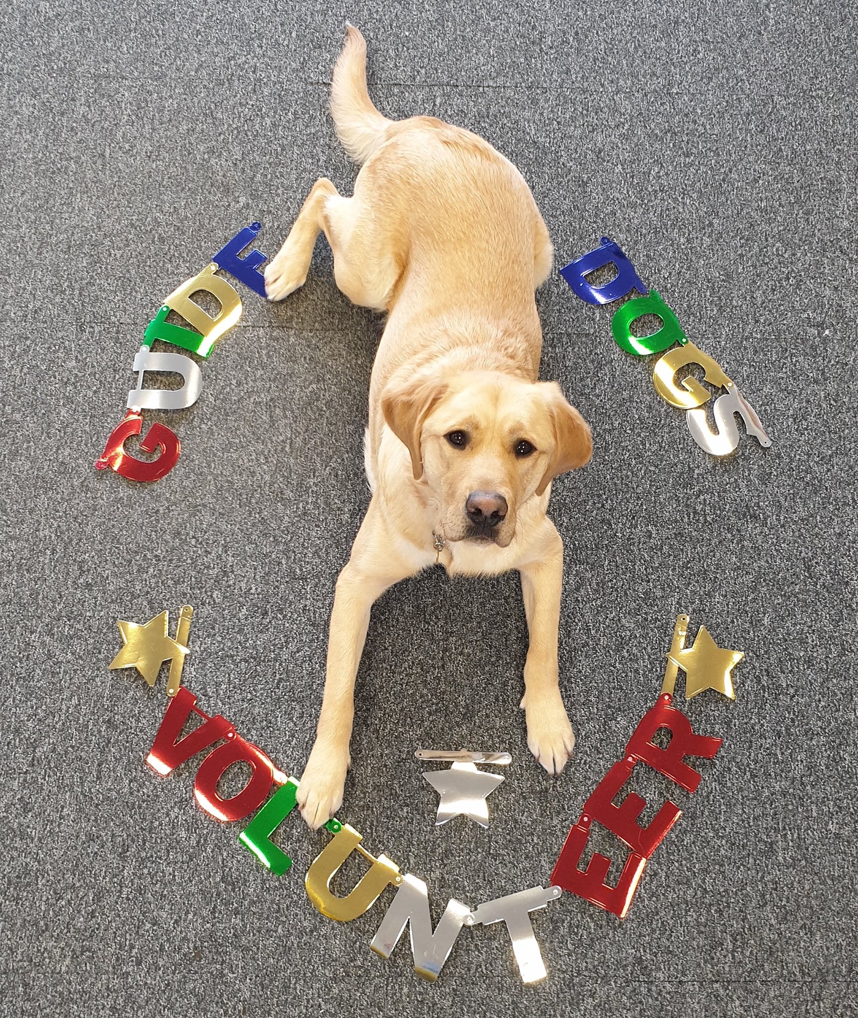 Guide - Nominate a volunteer for a Guide Dogs Award! The deadline is ...