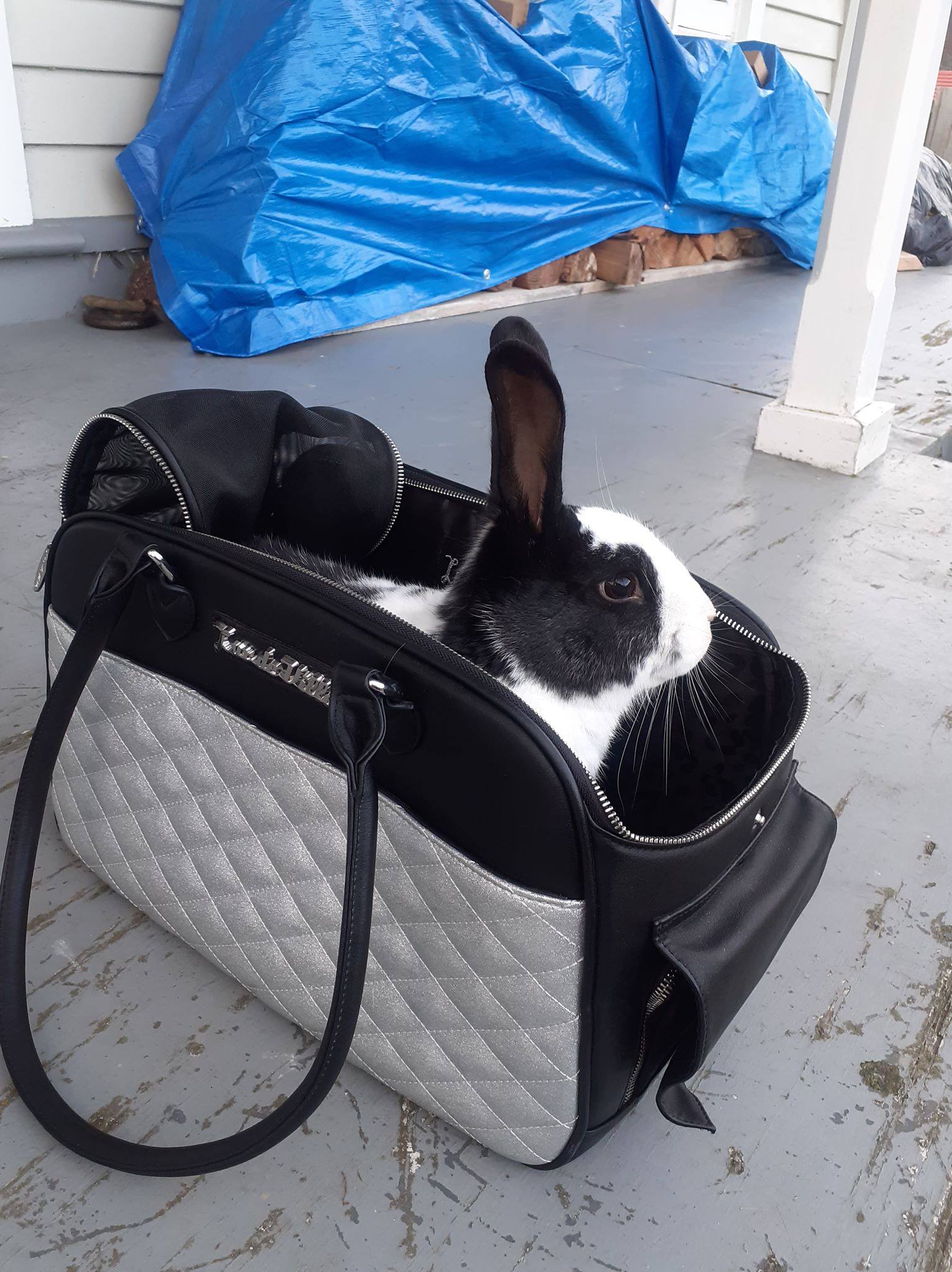 Retro America - How cute is our latest fan? Kerry-Lee's...