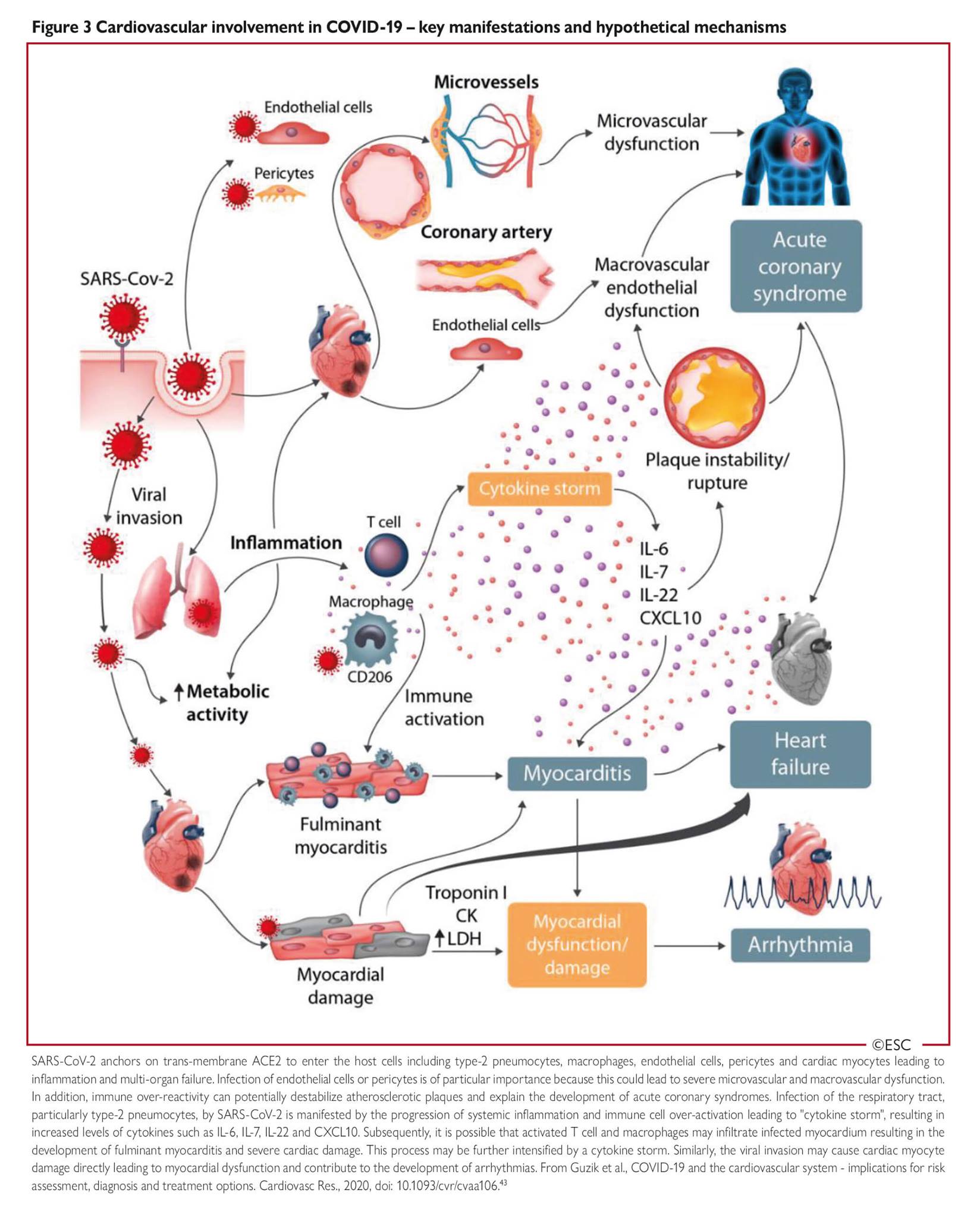 Heart Solution