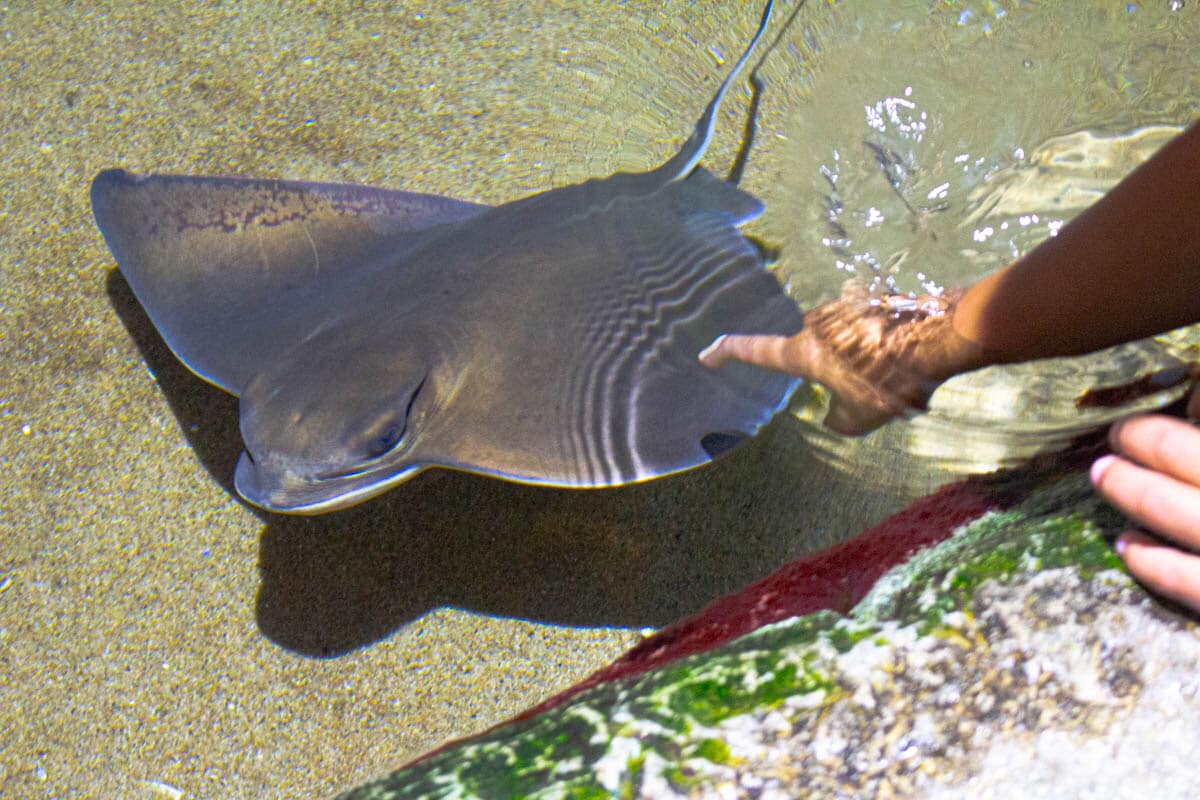 Aquarium - Baby Bat Rays are among the many animals you can actually ...