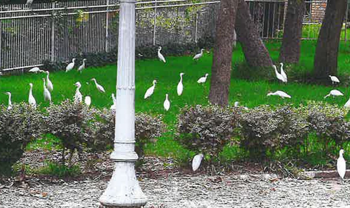 City - Did you know...A migratory bird rookery occurs when large ...