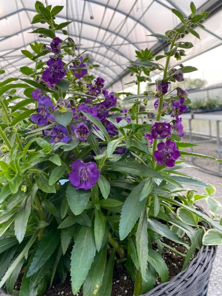 Creque's... - Creque's Greenhouse and Produce Stand