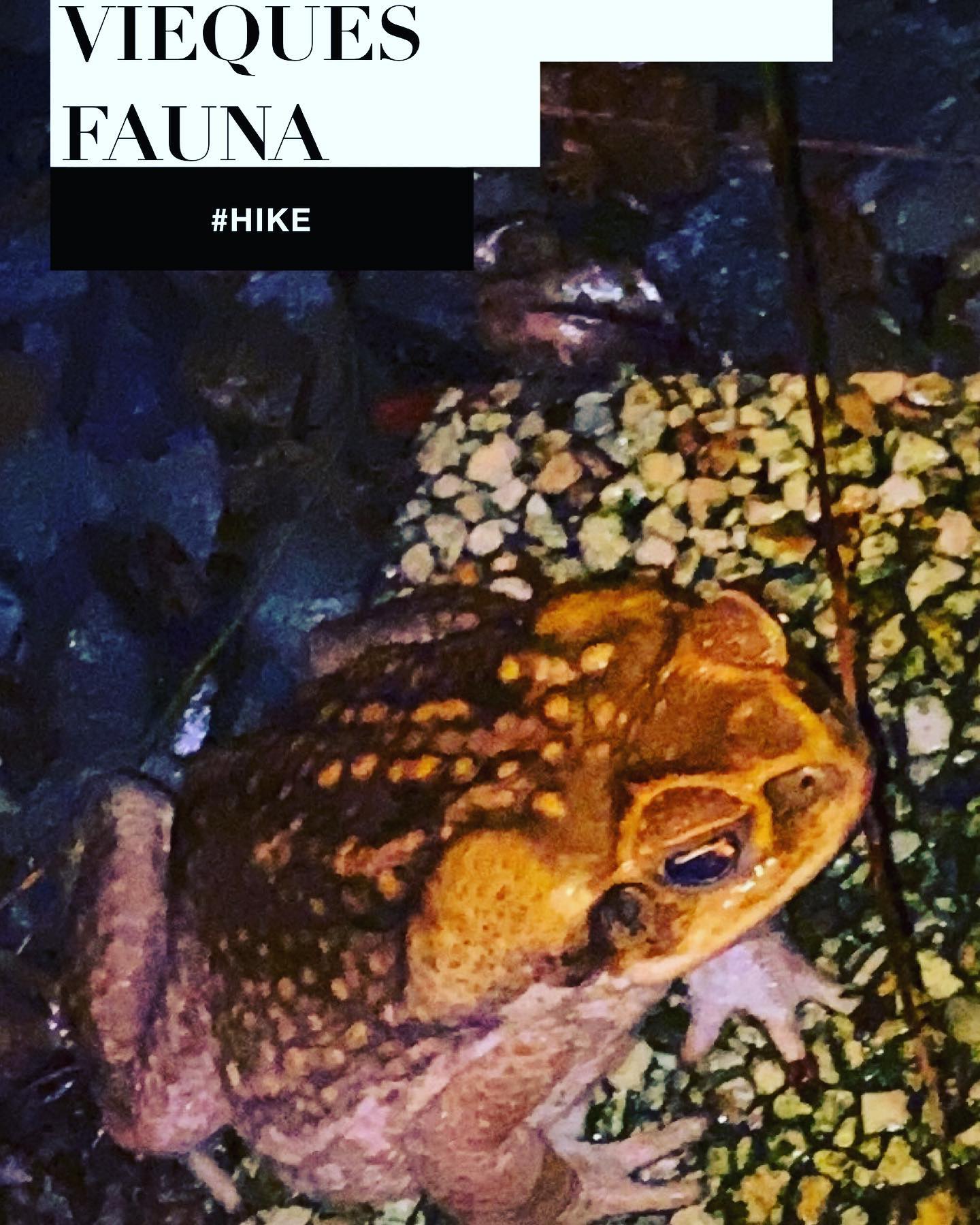 The Cane #Toad (Rhinella marina) is a... - Black Beard Sports | Facebook