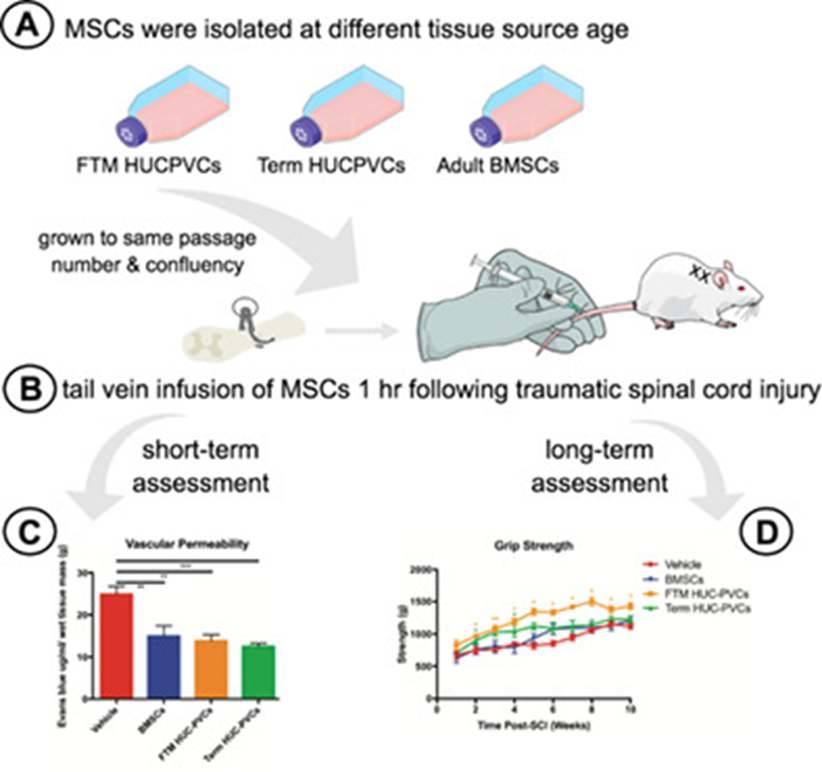 Stem - Early Intravenous Infusion of Mesenchymal Stromal Cells Exerts a ...
