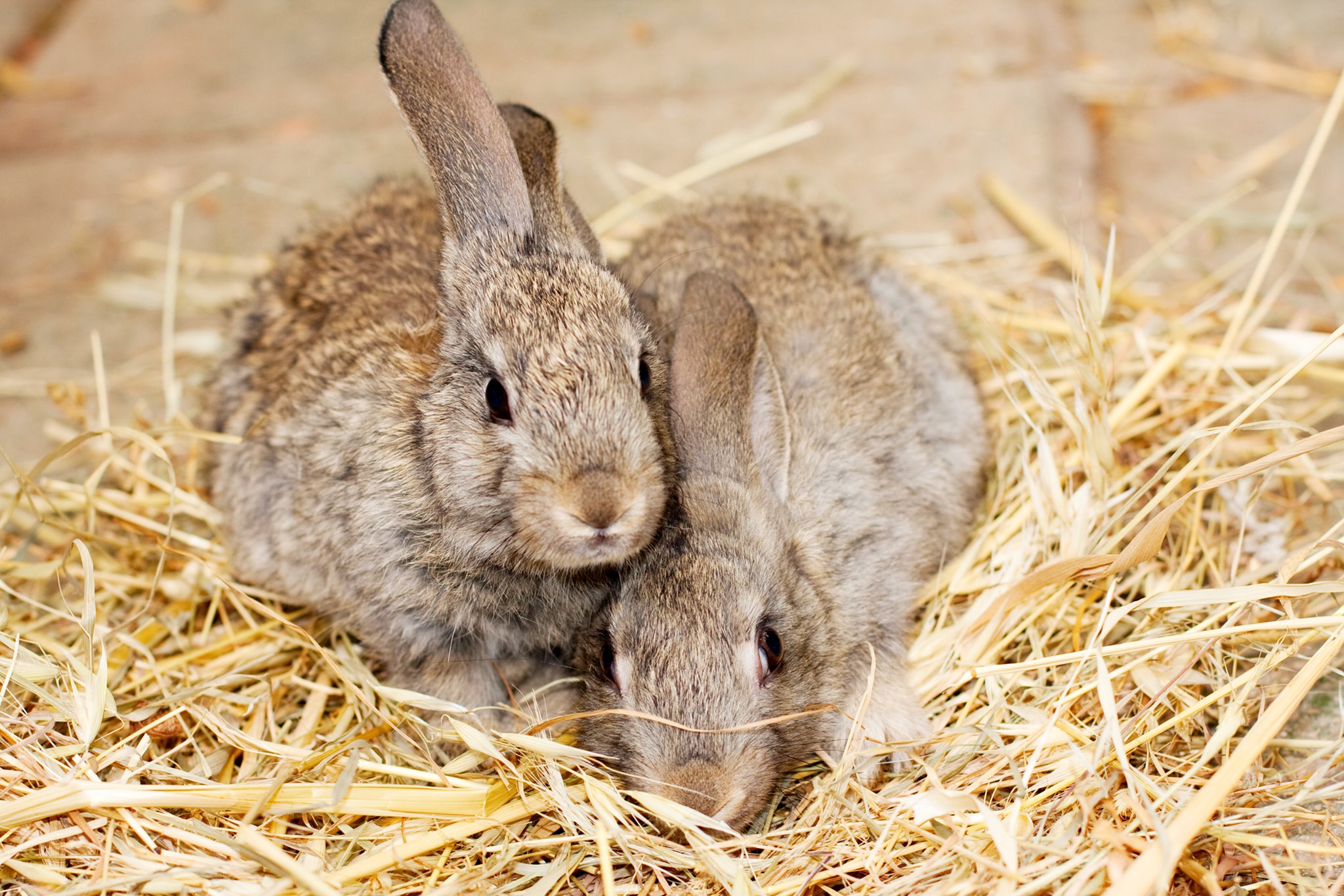 Today is... - The Rabbit Welfare Association and Fund | Facebook