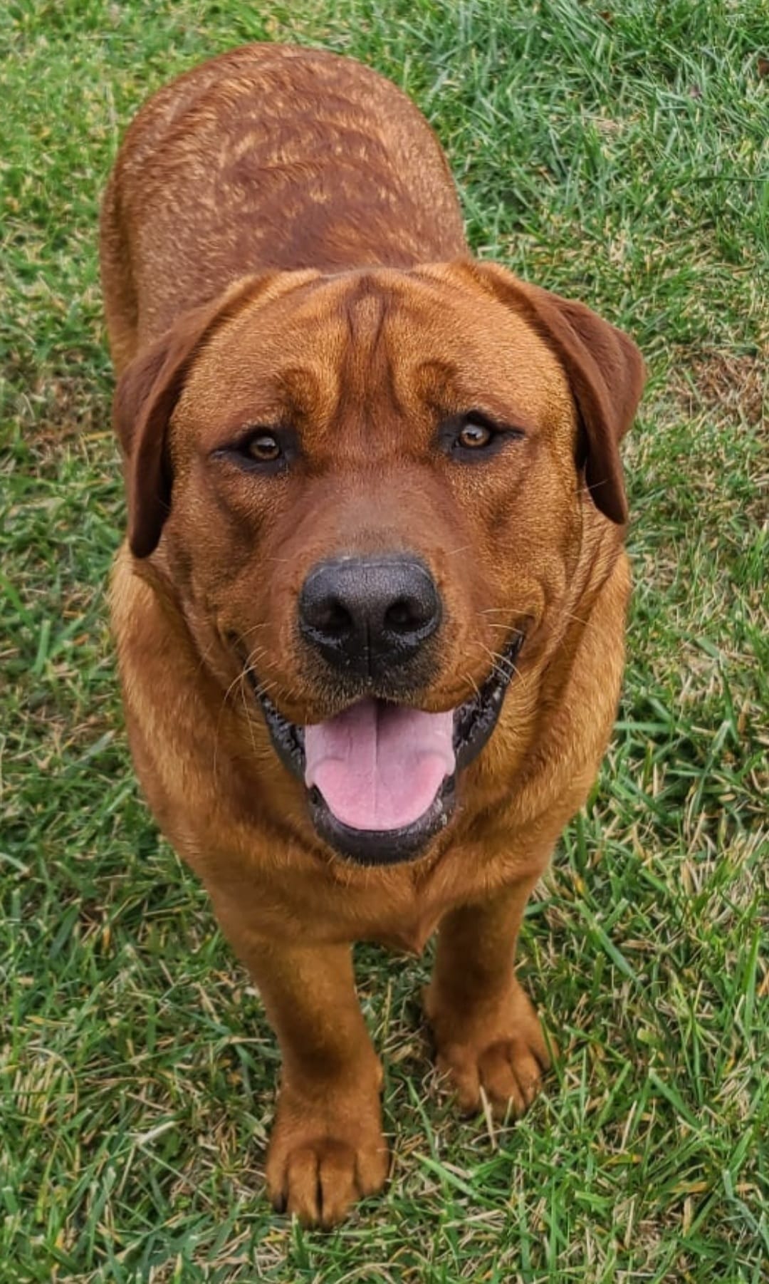 Red Rottweiler Mix