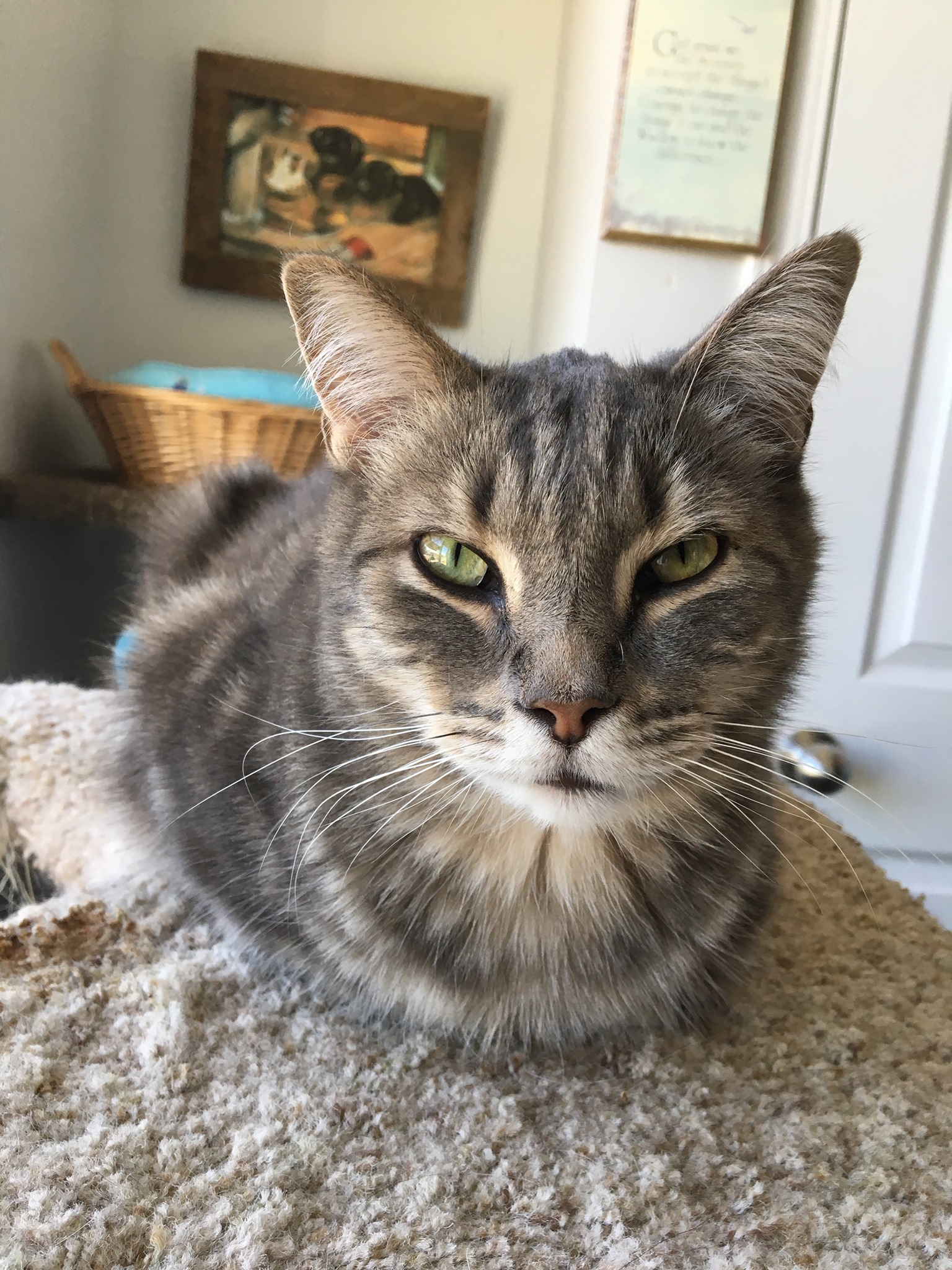 Last Chance Cat Ranch... - Last Chance Cat Ranch Lethbridge