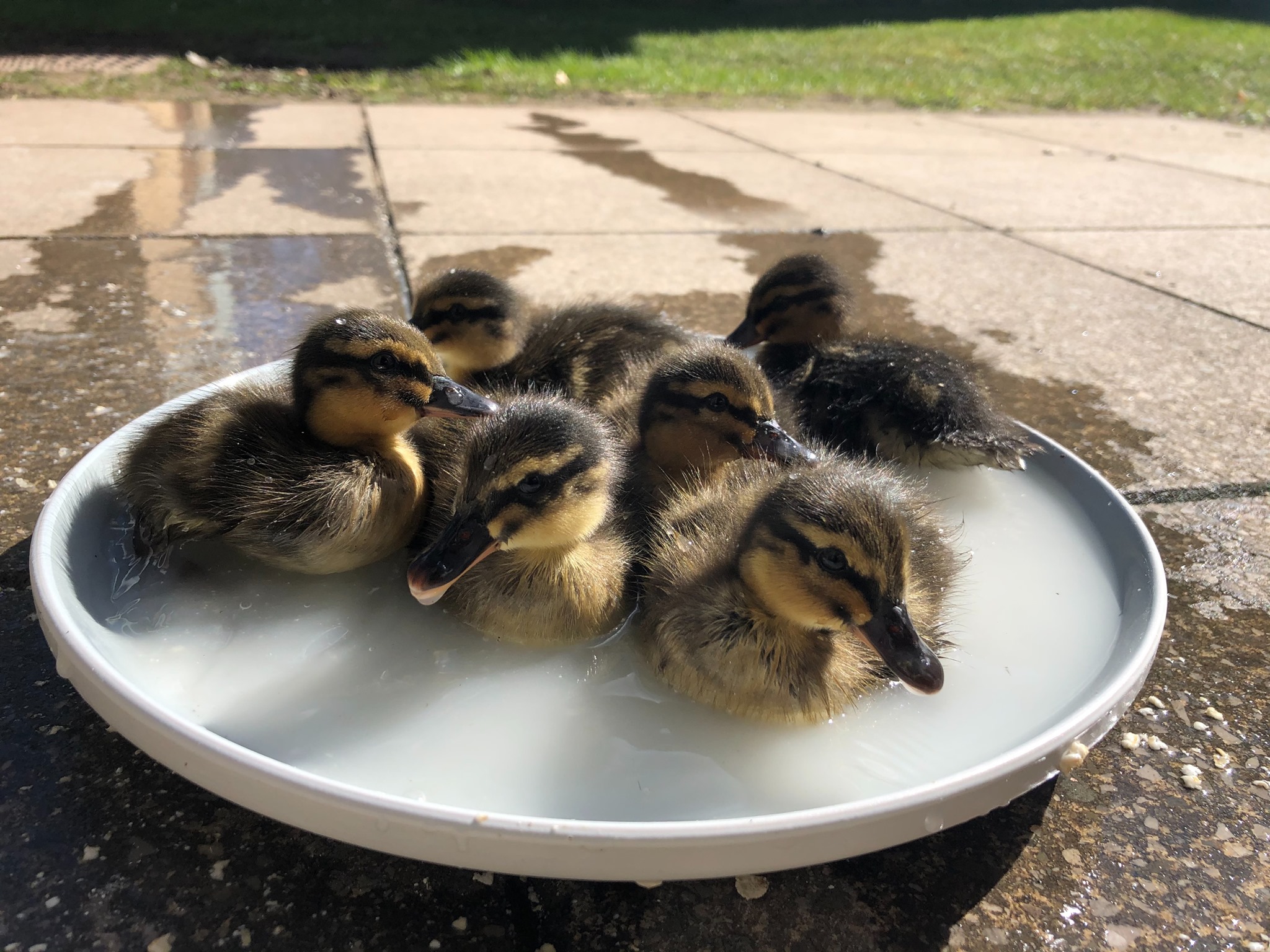 ducklings-enjoying-bath-time-with-lancaster-university-facebook