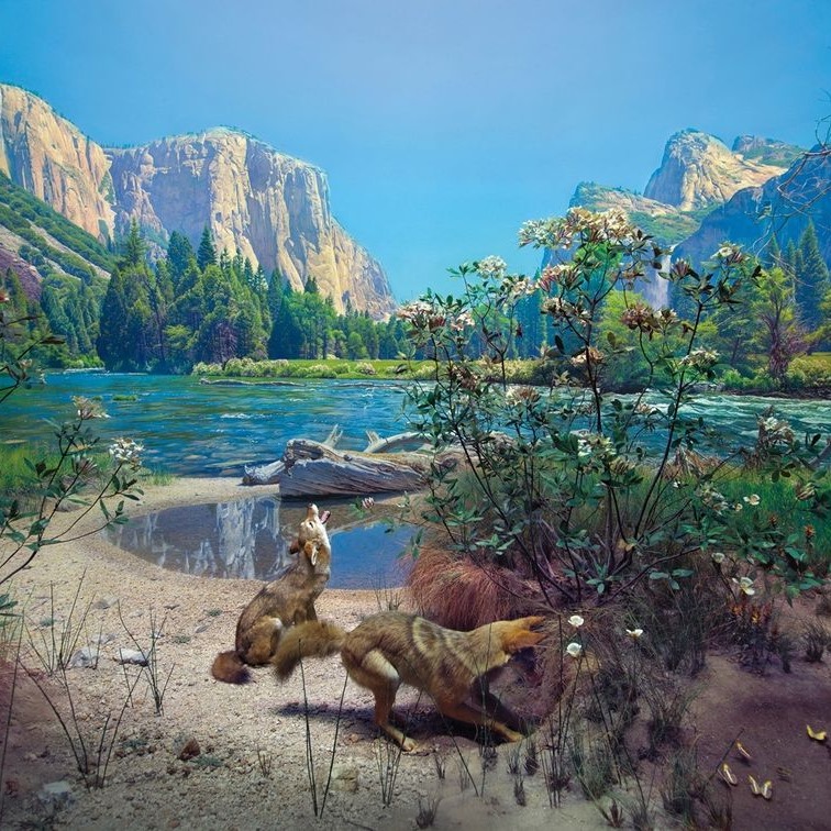 American Museum of Natural History - Exhibit of the Day: the coyote ...