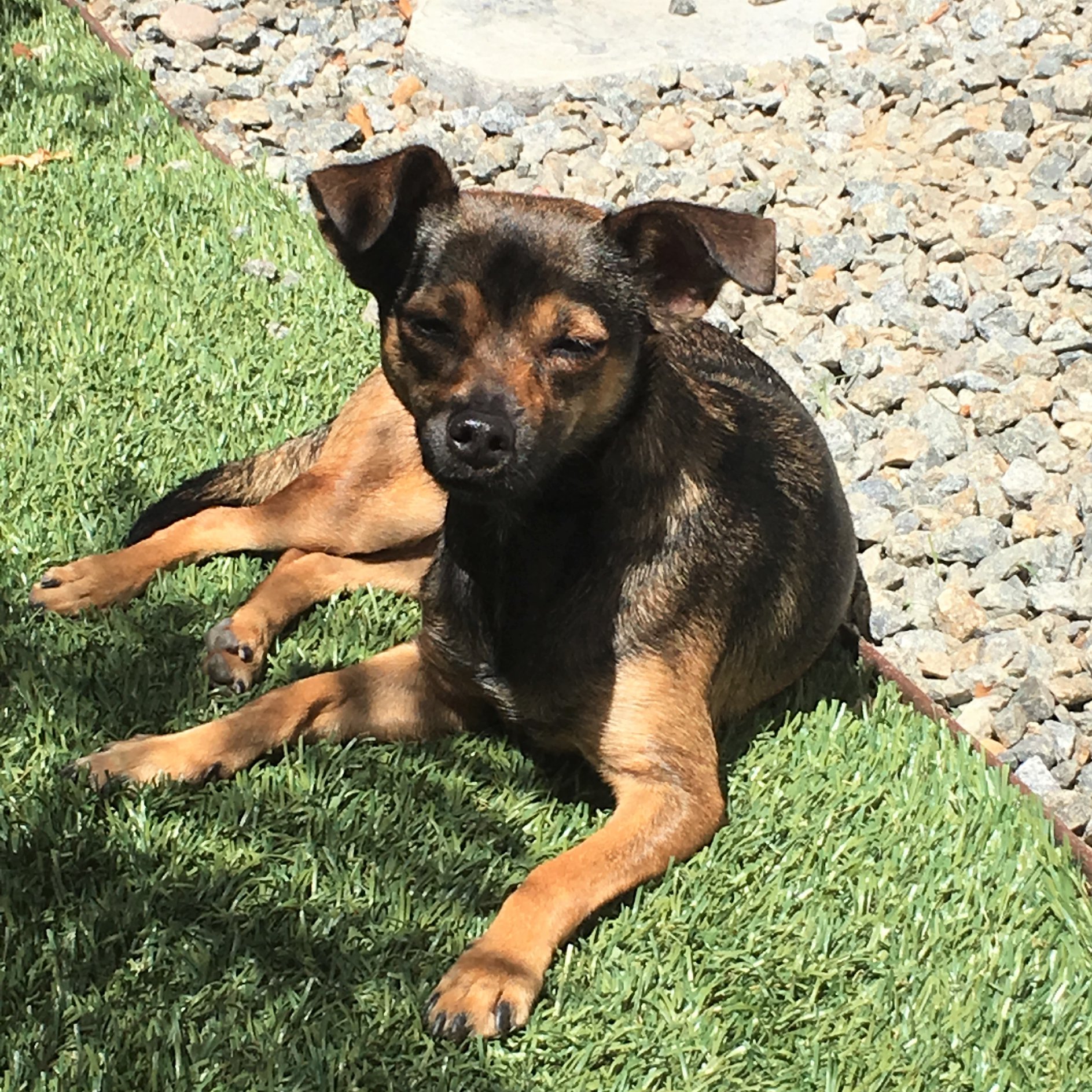 San Diego Humane Society - Chad Michaels is known for glitzy, larger ...