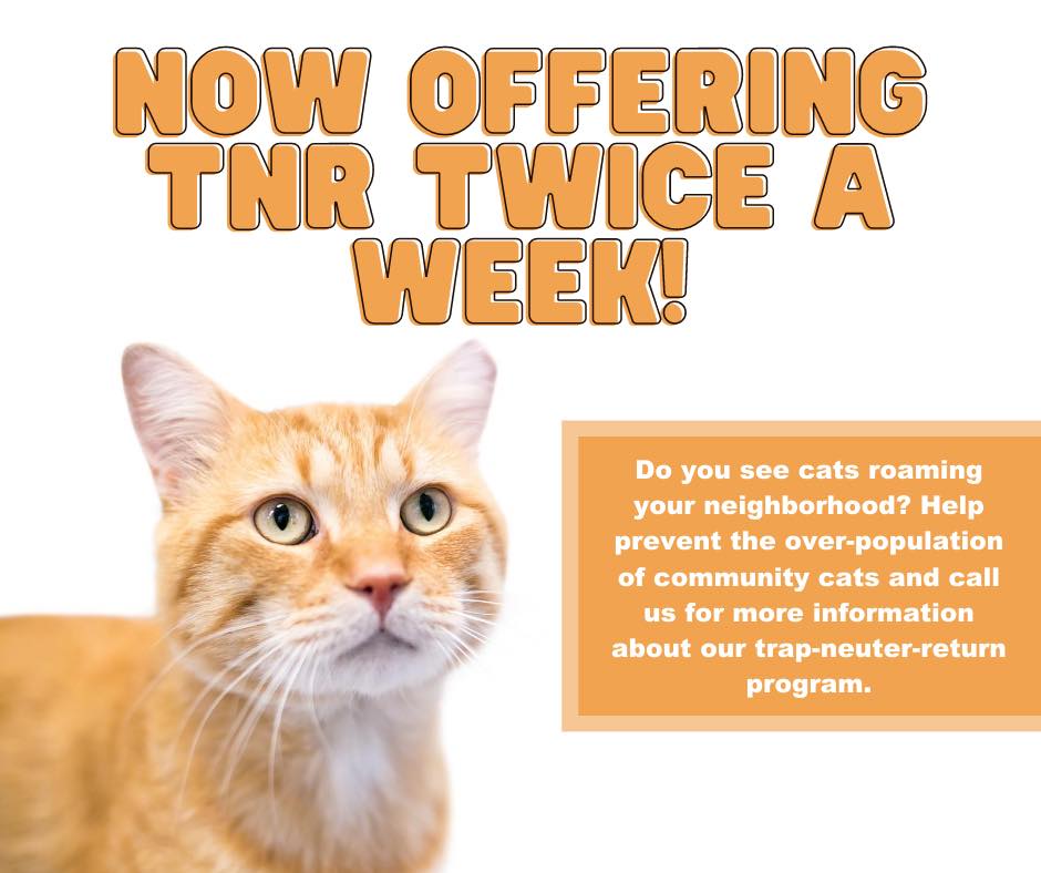 Rescue Village - 🗣Our Trap-Neuter-Return (TNR) Program is... | Facebook