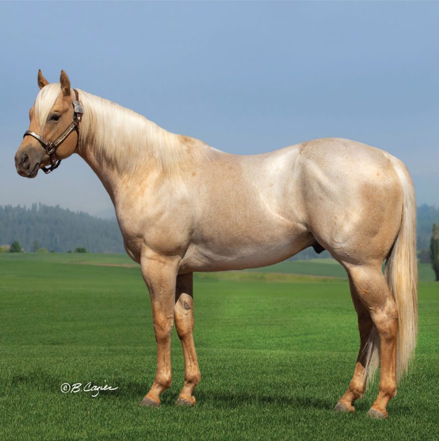 Flinging Dinero is a rare Palomino... - Barrel Horse News | Facebook