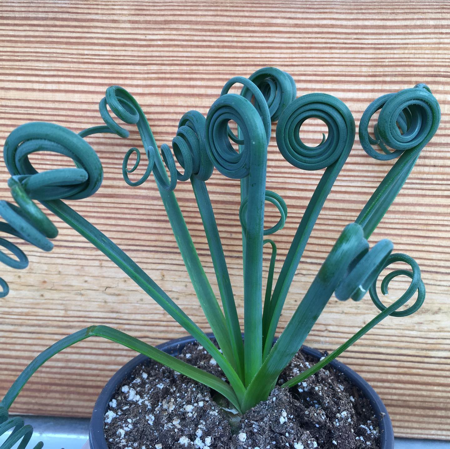 It’s a frizzle sizzle! And fig trees,... - Weavers Way Co-op