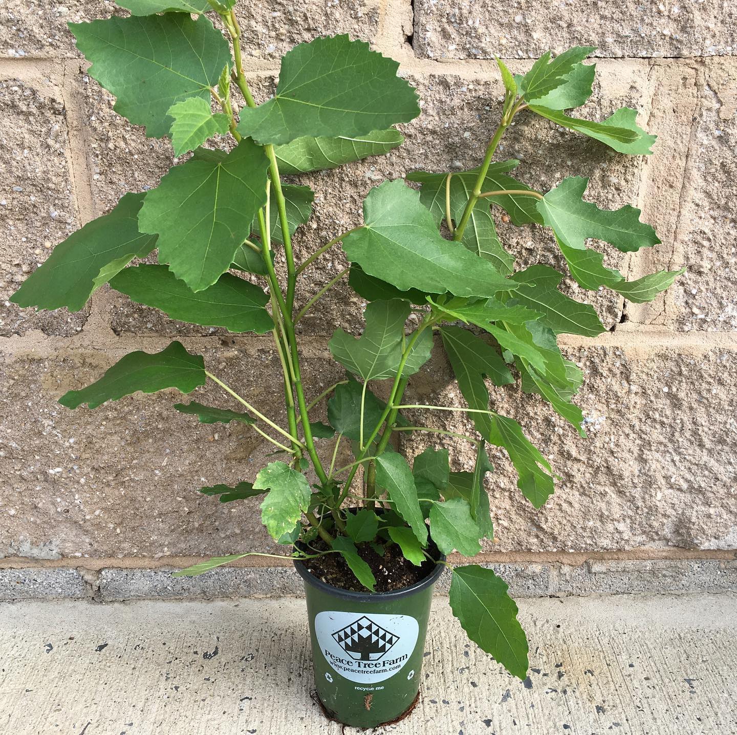 It’s a frizzle sizzle! And fig trees,... - Weavers Way Co-op