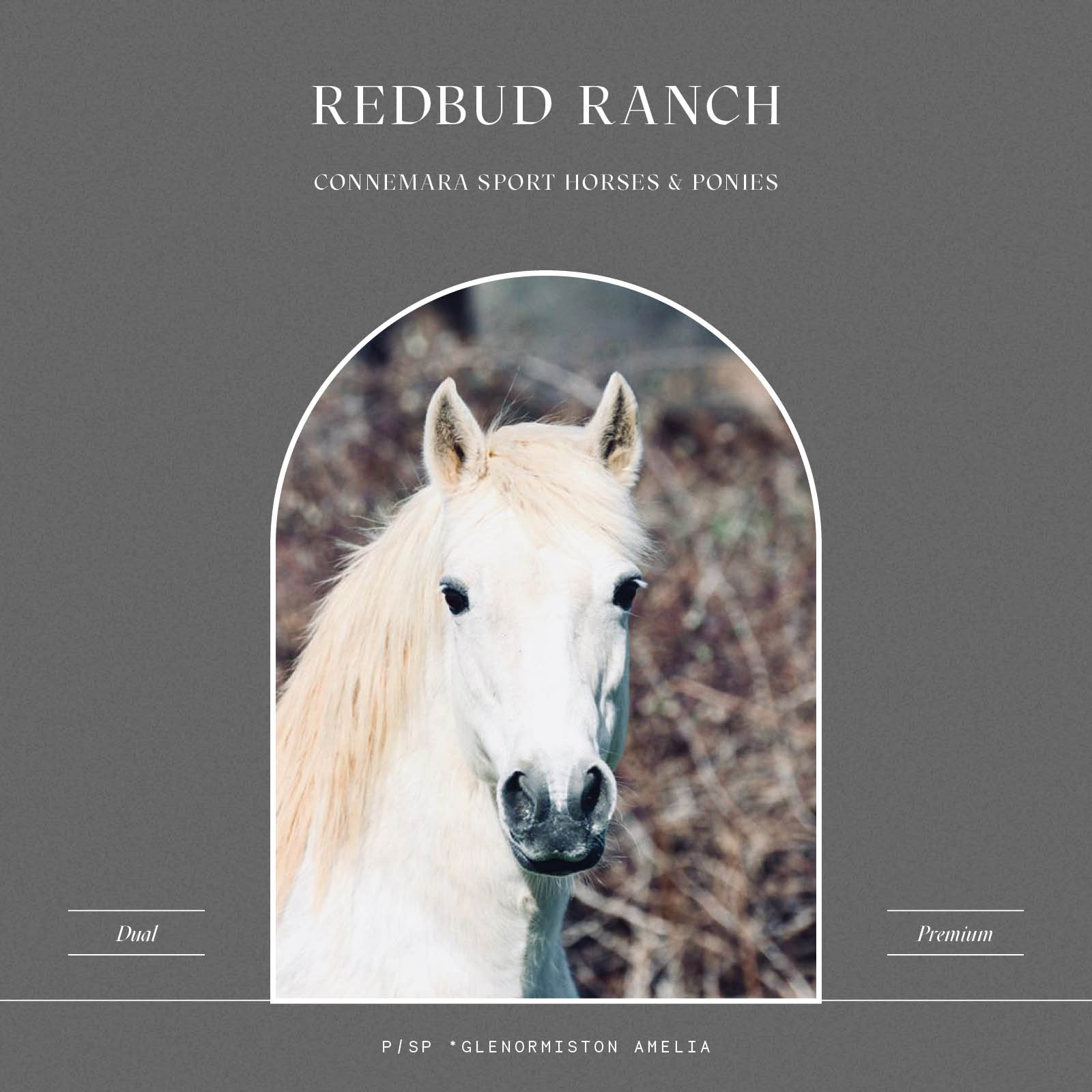 Our very... - Redbud Ranch: Connemara Sport Horses and Ponies