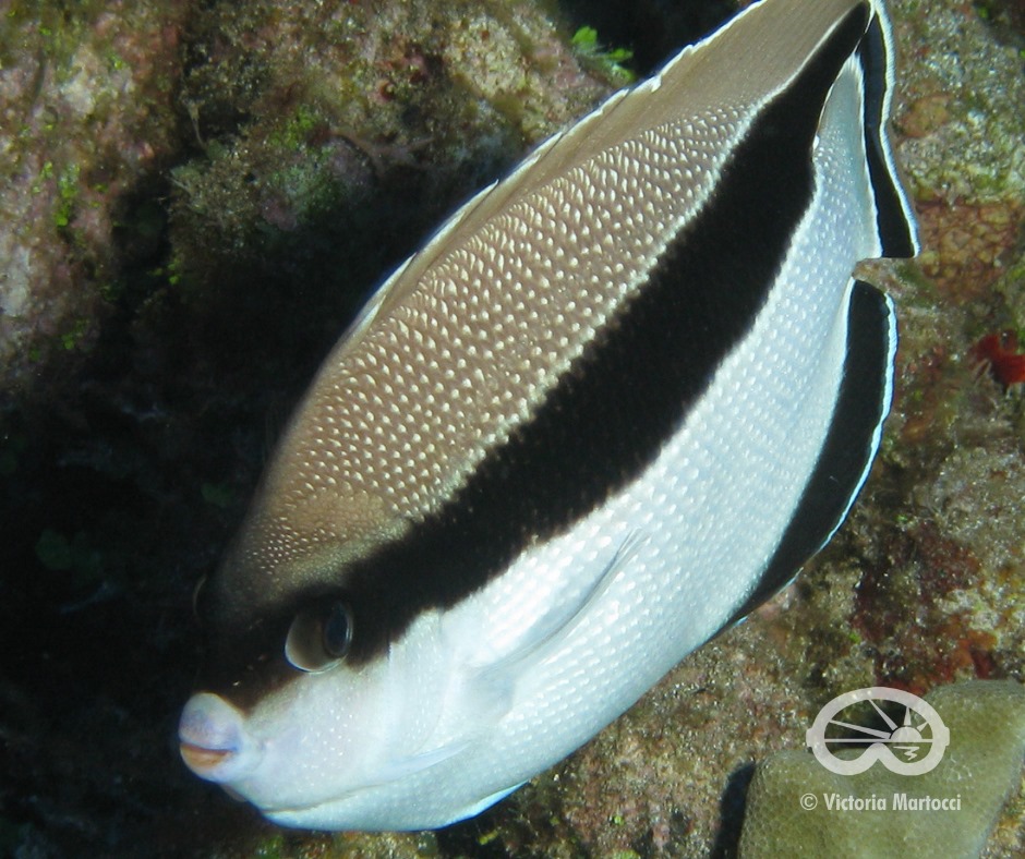 The Bandit Angelfish has a... - Extended Horizons Scuba Maui | Facebook
