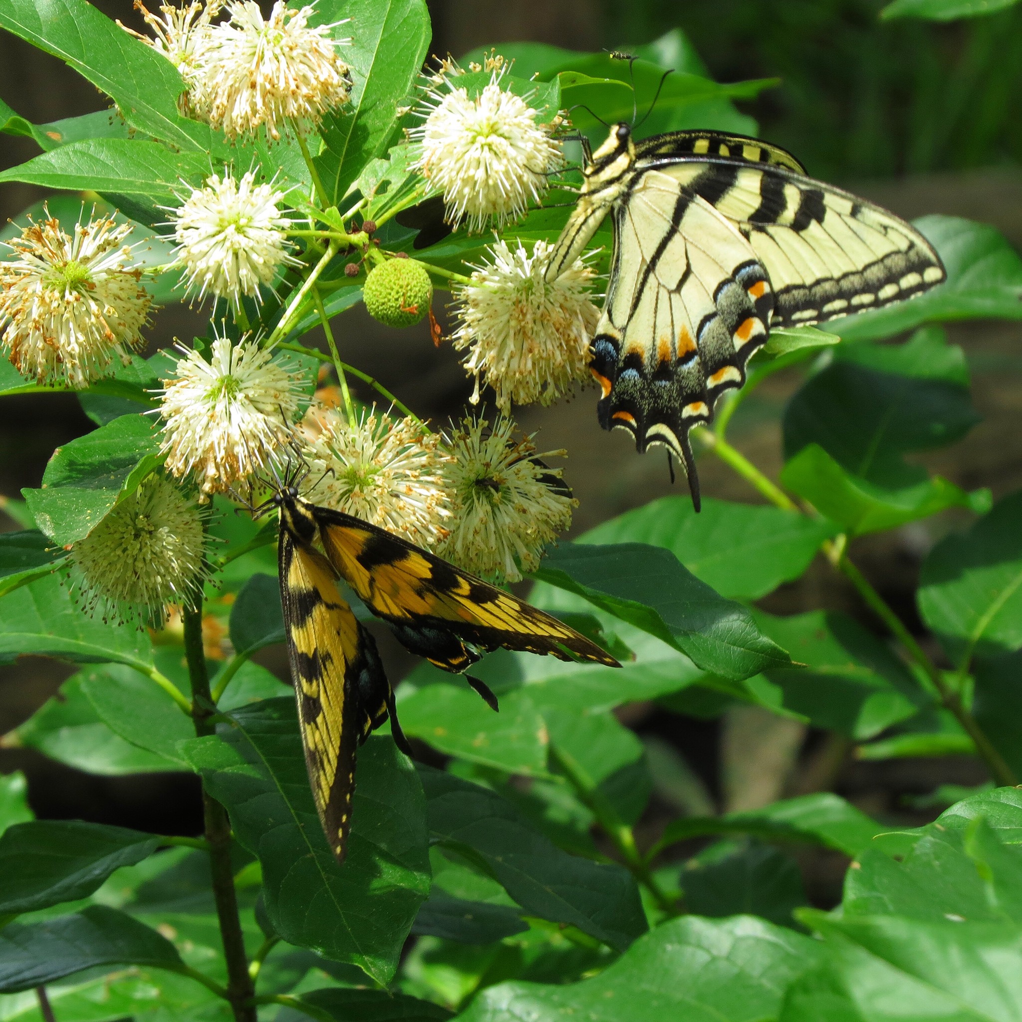 Arkansas Natural Heritage Commission - Buttonbush (Cephalanthus ...
