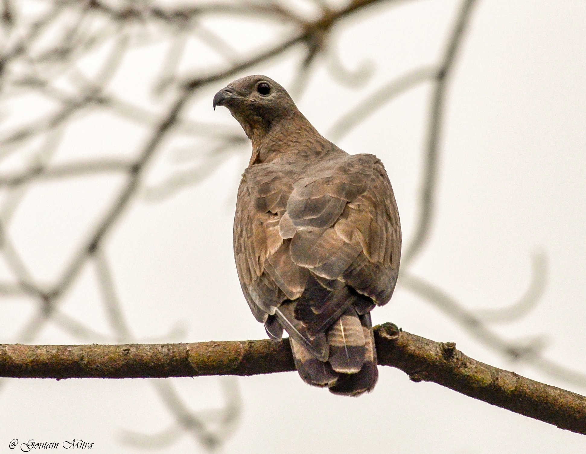 Goutam - Oriental Honey Buzzard ( Female) The Crested Honey Buzzard ...