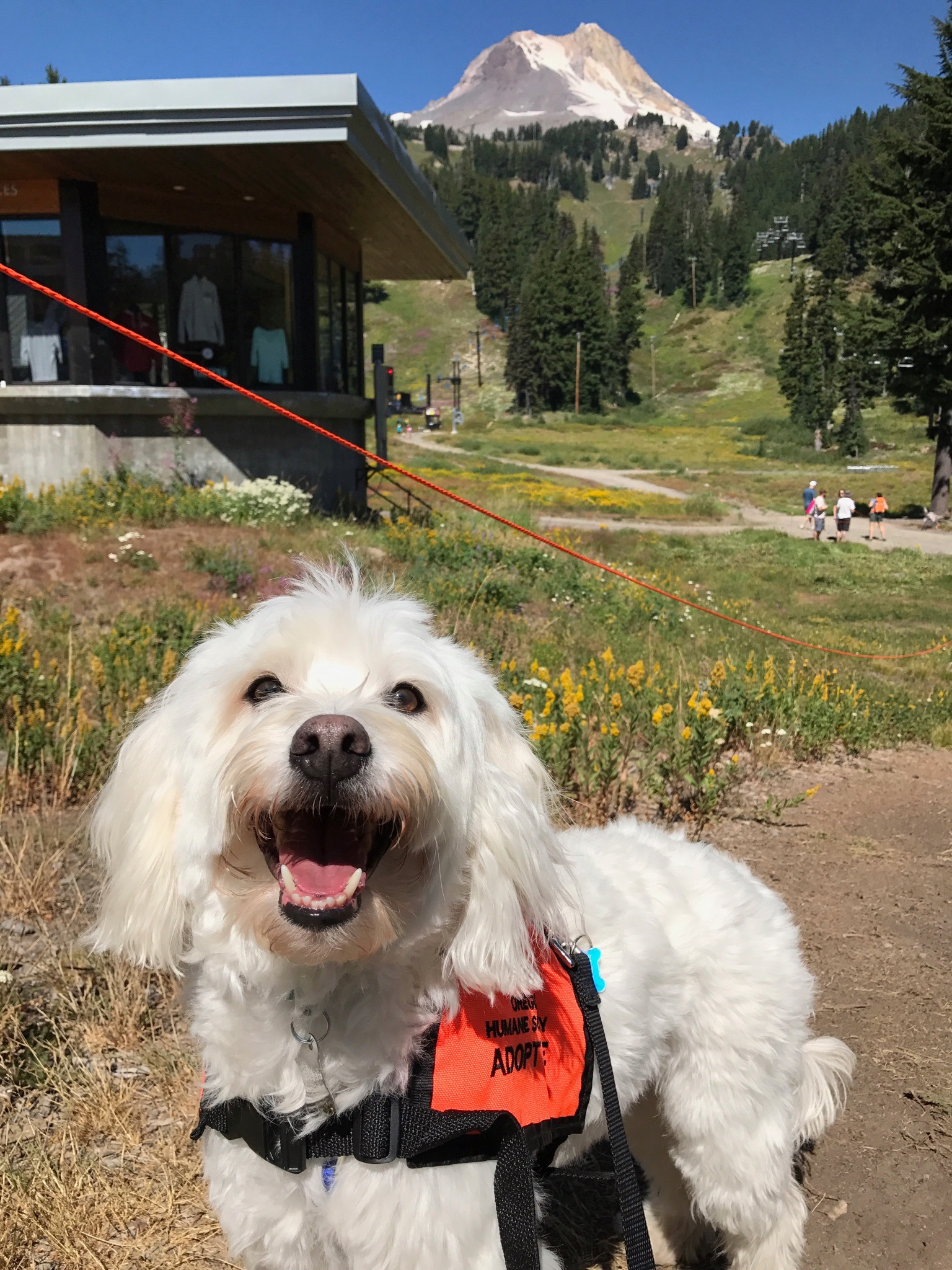 Mt. - We've got a weekend of fun planned! Saturday is Mutts on the ...