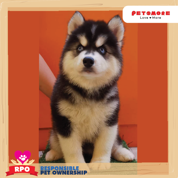 Petsmore Malaysia ⚠️Pet Information⚠️ Breed Wooly Husky  