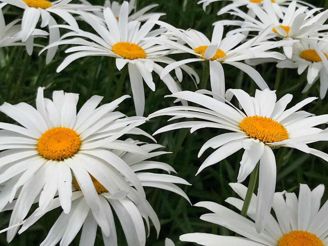 Capturing wild daisies with Fuji X-T5 macro lens