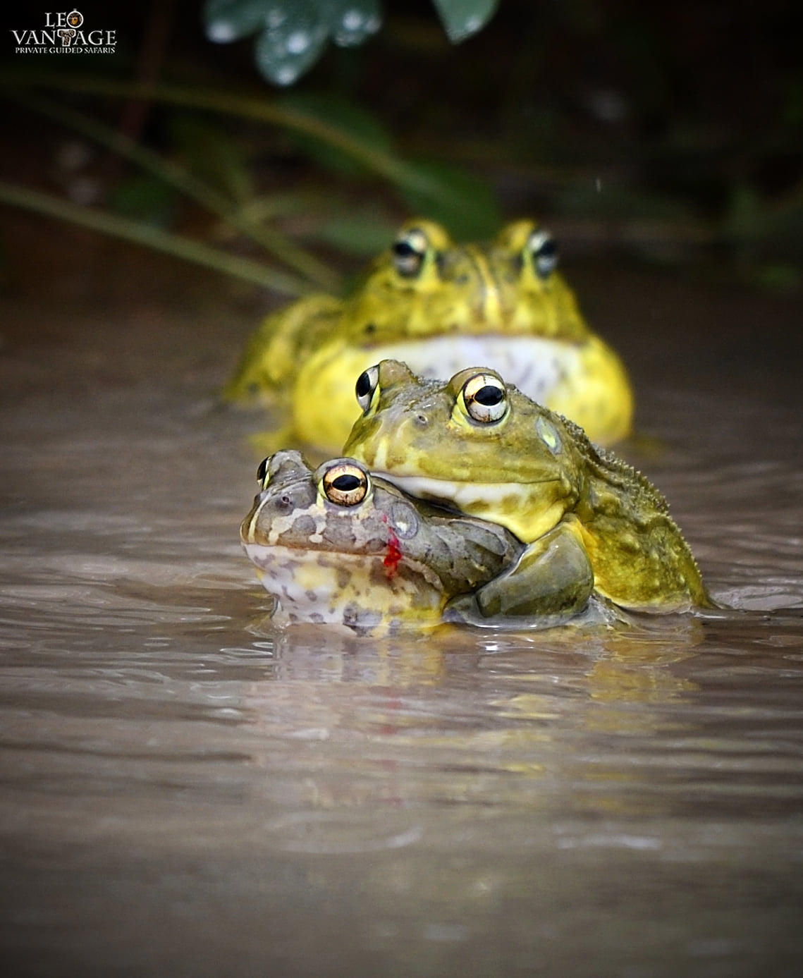 Dave - One of the most unusual sightings of the summer, a male African ...