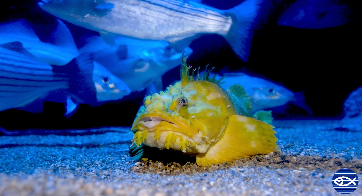 This fascinating fish may look like... - New England Aquarium