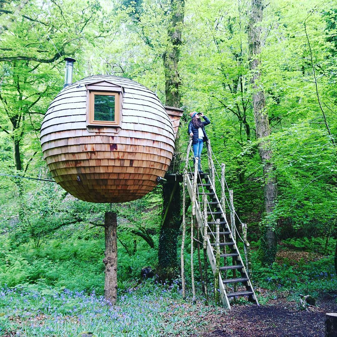 The lesser spotted wood-clad tree pod.... - Canopy and Stars