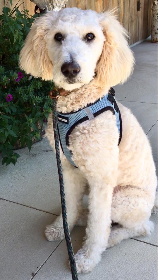 Dynamic K-9 - Meet DK9’s newest camper...Cubbie the 6... | Facebook