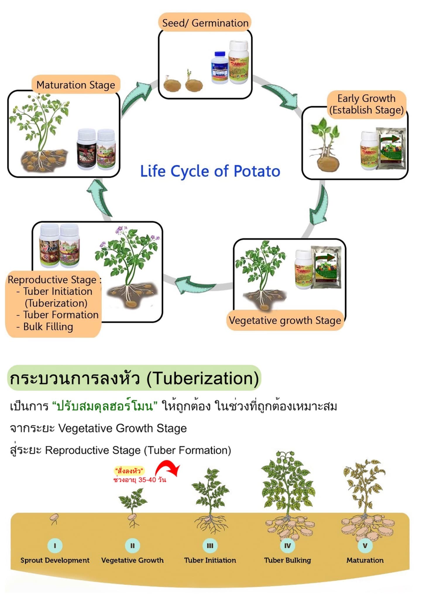 🟣 สำหรับ..เกษตรกรผู้ปลูก ’มันฝรั่ง‘ (Potato) มืออาชีพ 🔴 ปลูก ‘พืชหัว ...