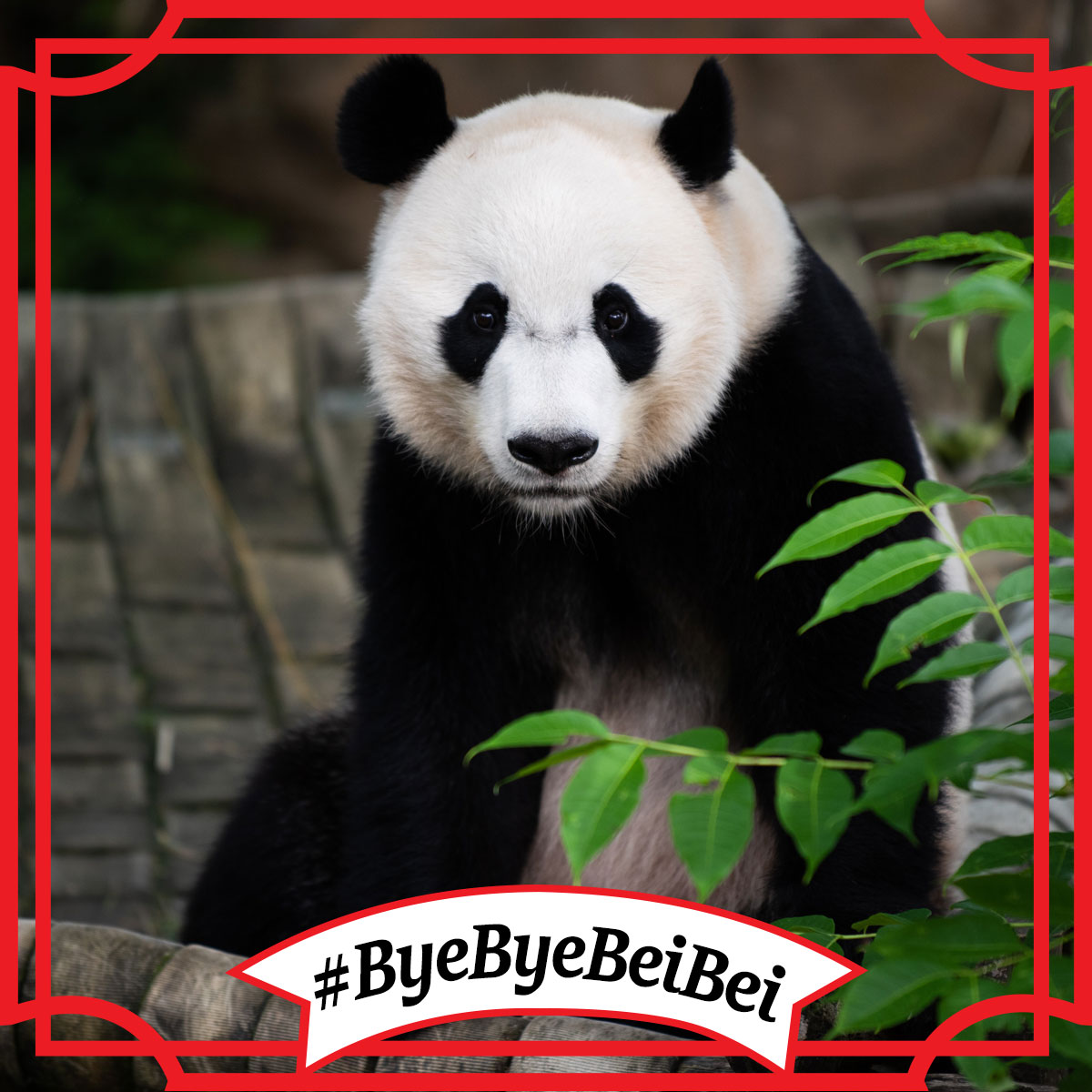 Today we said #ByeByeBeiBei as the young Giant Panda was returned