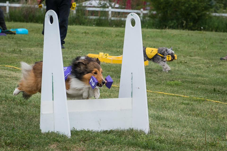 We have room in our scent... - Hyper Hounds Dog Training