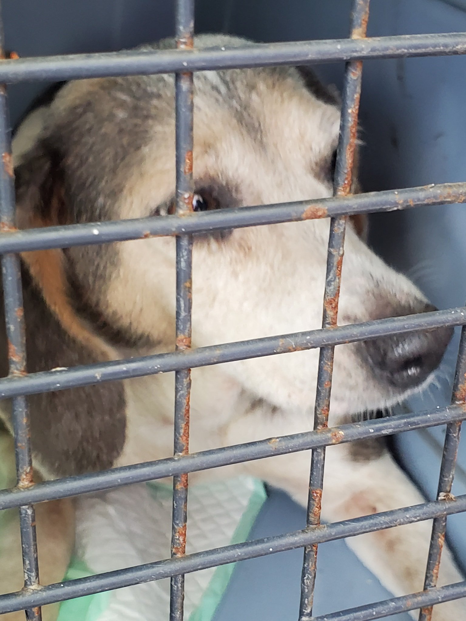 Meet Clementine ♡ She... - Valiant: Animal Rescue + Relief