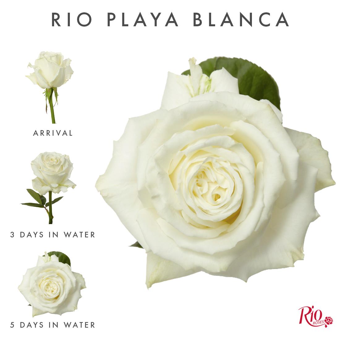 Rio Roses - Rio Playa Blanca rose features a classic,... | Facebook