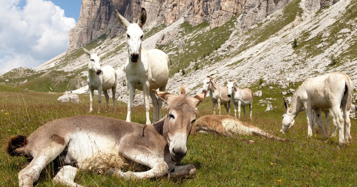 Network - Colors of Donkeys Donkeys can come in many different colors ...